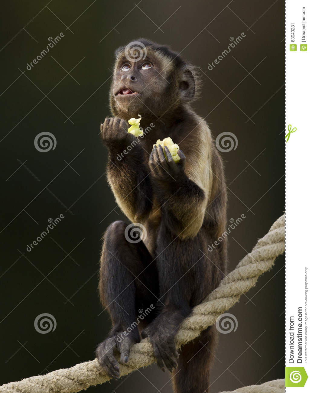pregare-divertente-della-scimmia-83040281.jpg