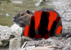 nutria.jpg